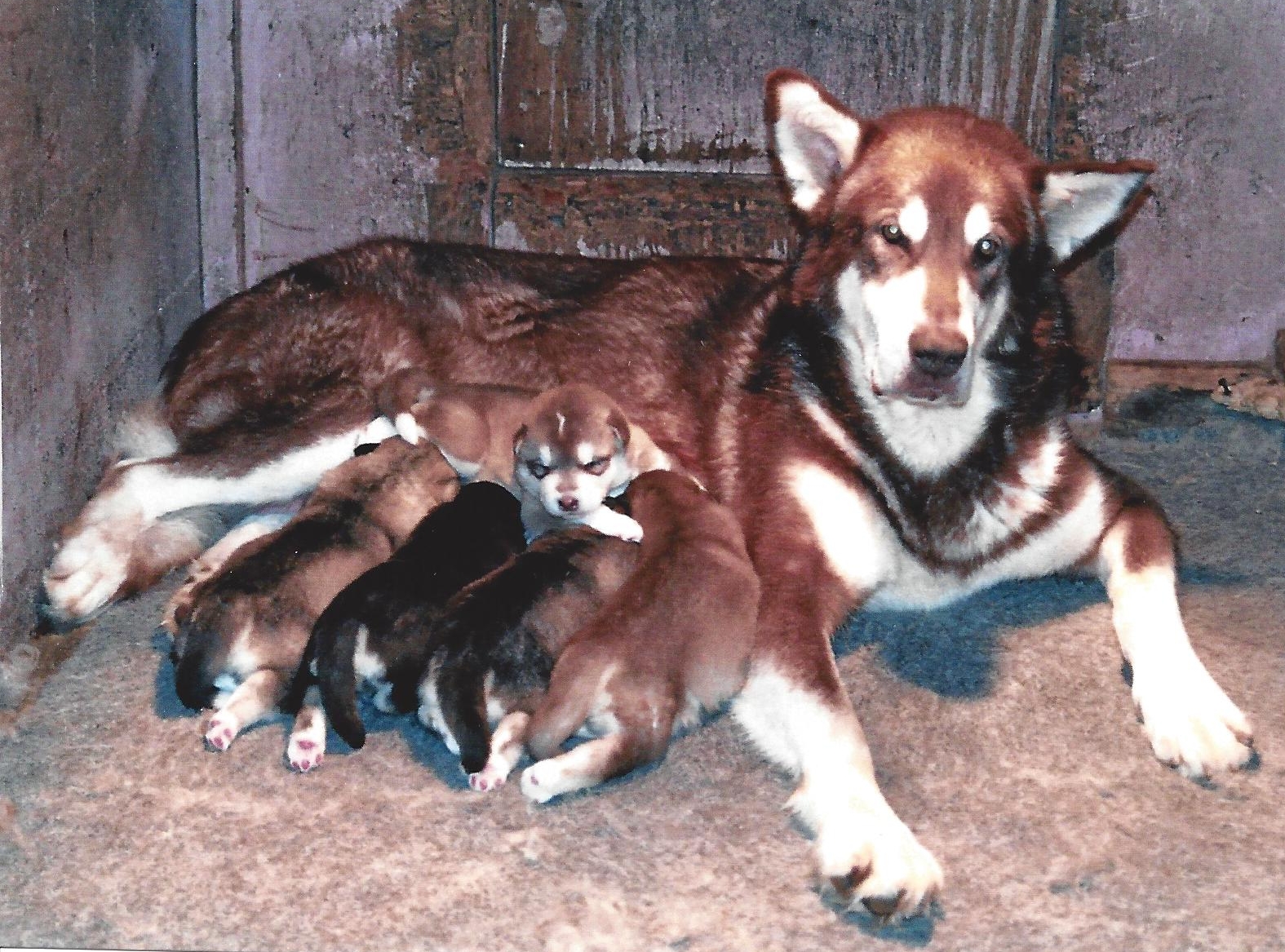 wakon giant alaskan malamute