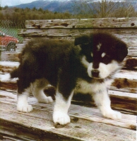 wakon giant alaskan malamute