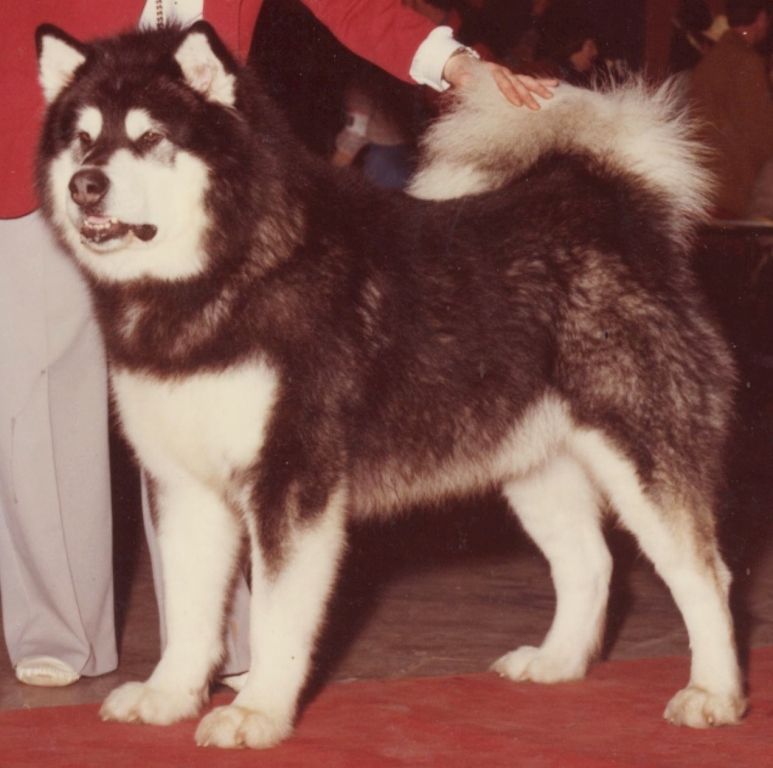 wakon giant alaskan malamute