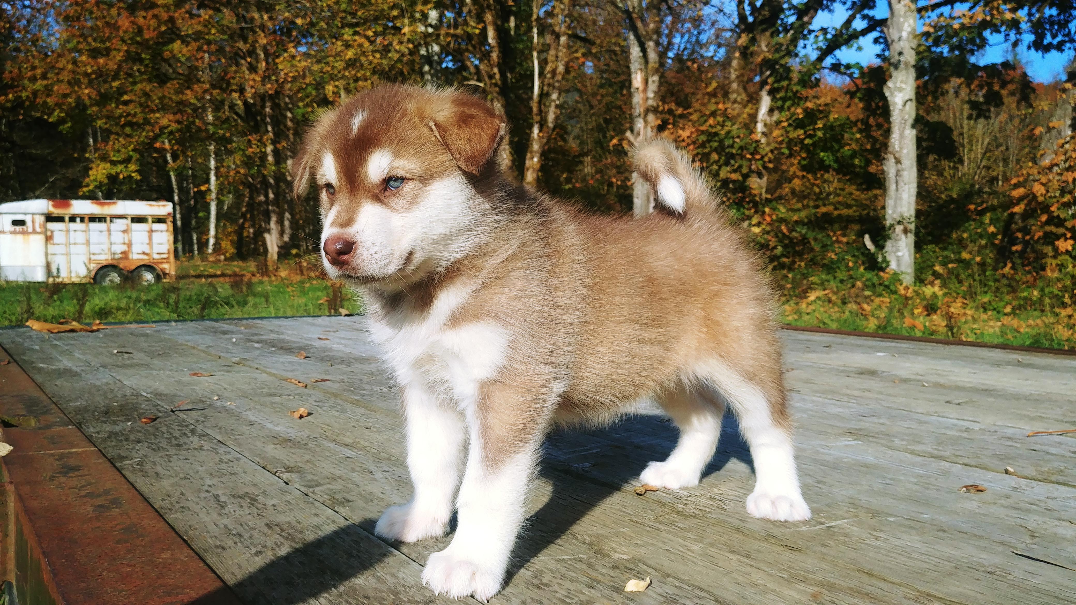 red and white malamute