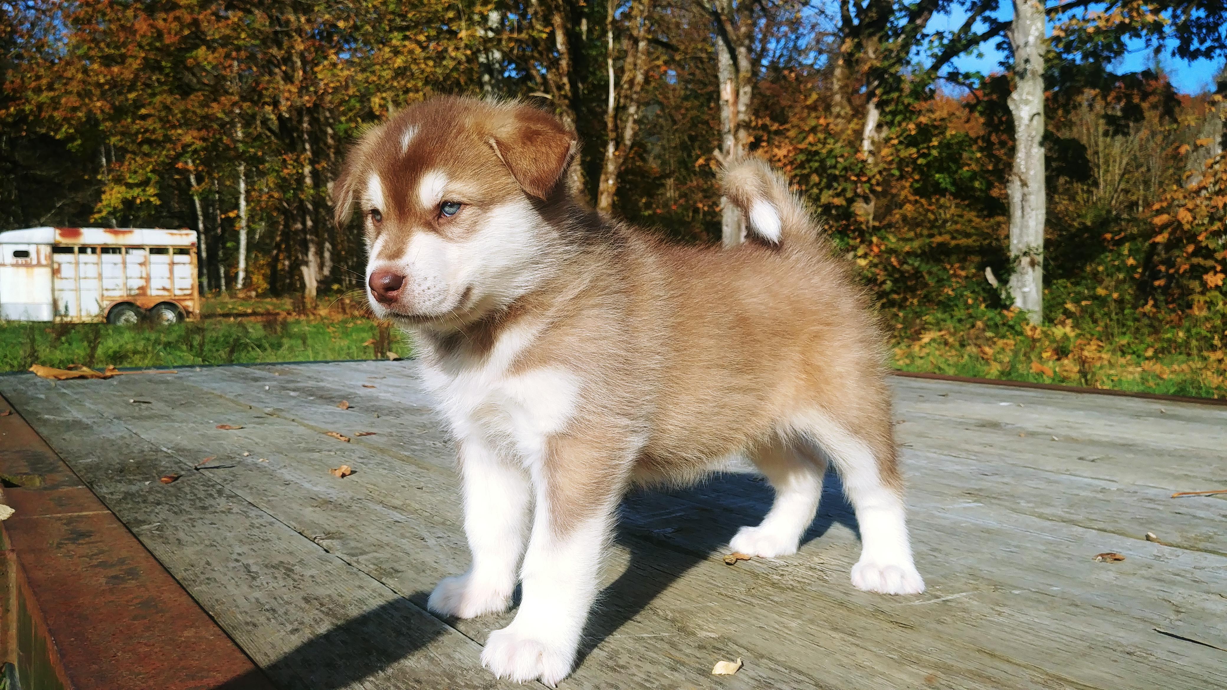 giant malamute husky