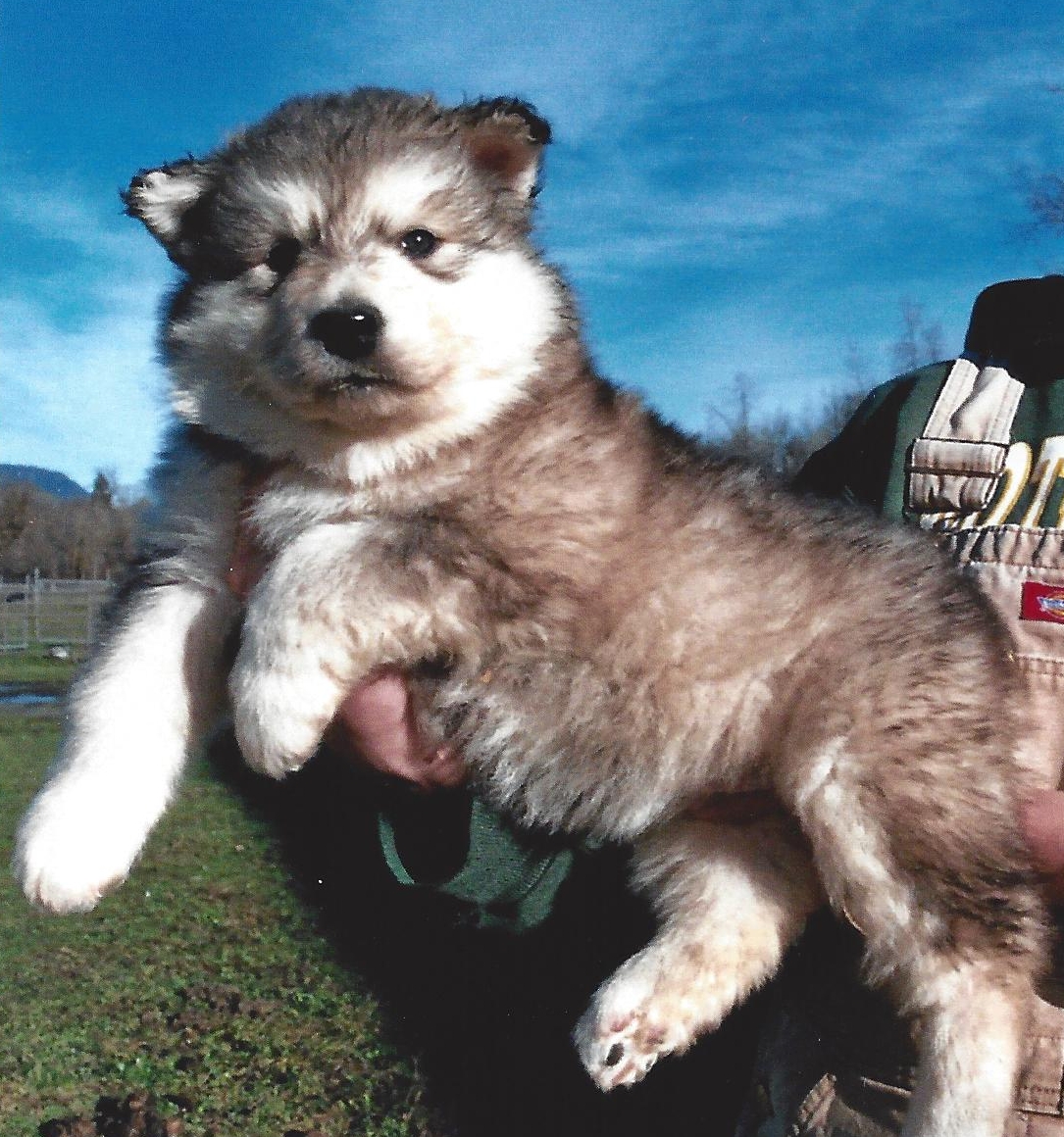 wakon giant alaskan malamute