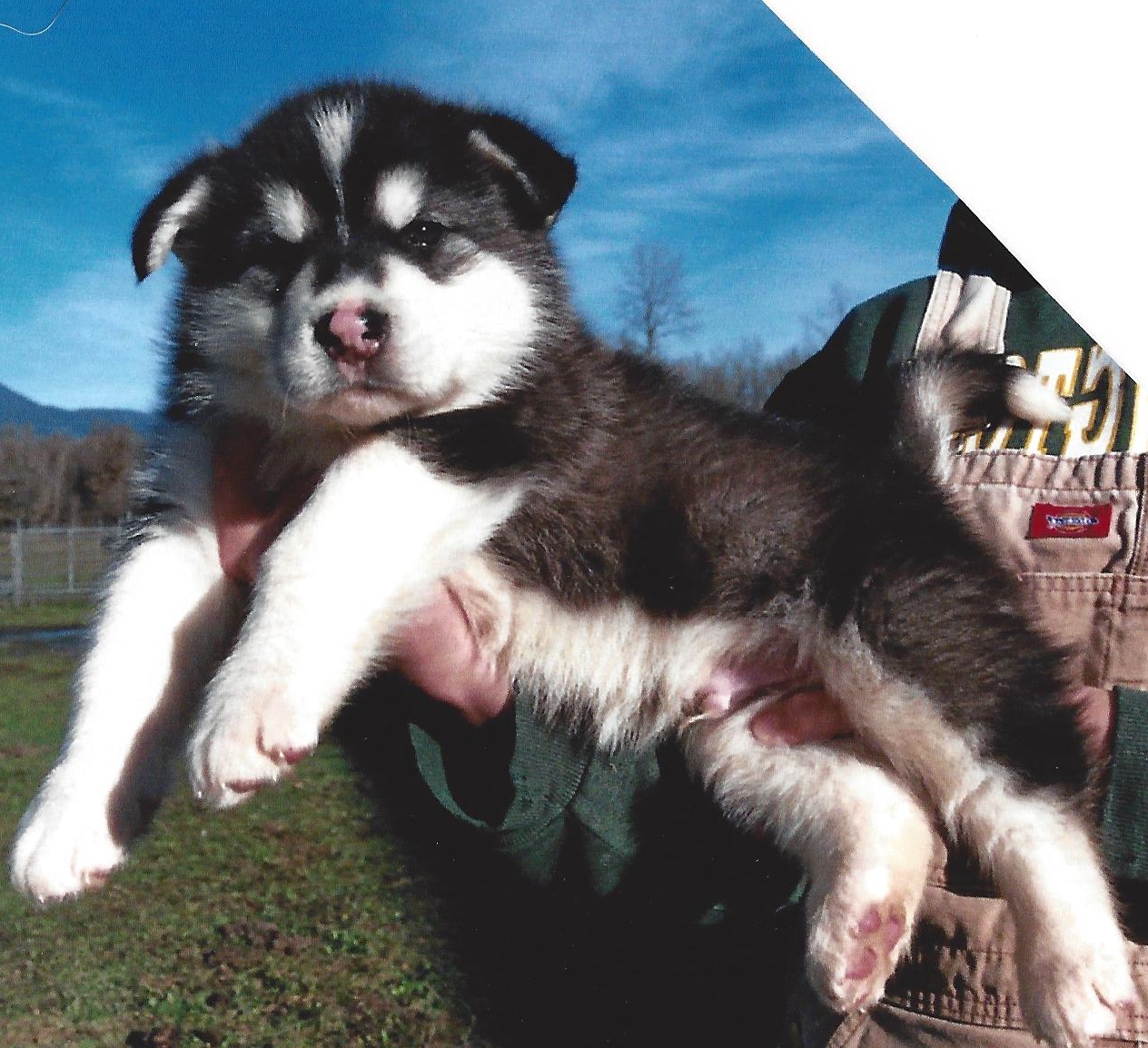 Wakon Giant Alaskan Malamutes Authentic Wakon Malamutes